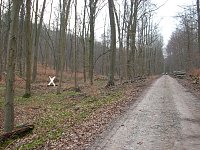 Bild: Fundort dicht am Wege