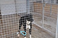 Bild: Weihnachtsmarkt im Tierheim