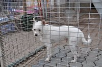 Bild: Weihnachtsmarkt im Tierheim