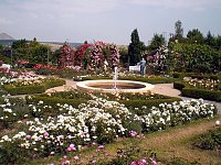 Bild: 105 Jahre Europa-Rosarium