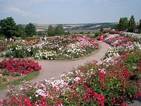 Bild: 105 Jahre Europa-Rosarium