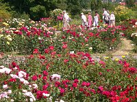 Bild: 105 Jahre Europa-Rosarium