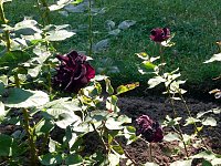 Bild: 105 Jahre Europa-Rosarium