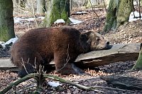 Bild: B&auml;renpark