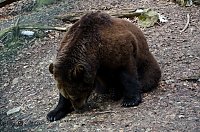 Bild: B&auml;renpark