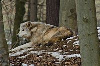 Bild: B&auml;renpark