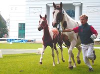 Bild: Toller Pferdesport auf der Forstfarm