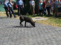 Bild: Polizeivorf&uuml;hrungen im Zeltlager der Johanniter