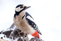 Bild: Winterv&ouml;gel z&auml;hlen: Buntspecht