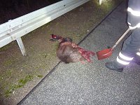 Bild: Wildschweine &uuml;berfahren