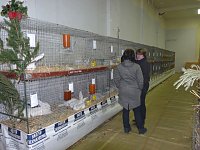 Bild: Rassekaninchenschau Kyffh&auml;userkreis