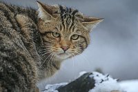Bild: Wildkatzen