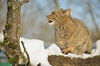 Bild: Wildkatzen