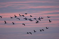 Zugvögel erleben Bild: Zugvögel erleben