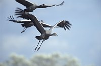 Zugvögel erleben Bild: Zugvögel erleben