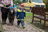 Therapiehunde unterwegs Bild: Therapiehunde unterwegs