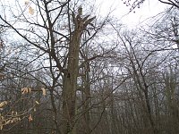 Bild: Am Ententeich im Kyffh&auml;userwald