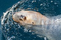 Besuch im Zoo am Meer Bild: Besuch im Zoo am Meer