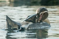 Besuch im Zoo am Meer Bild: Besuch im Zoo am Meer