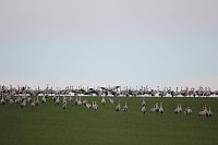 Über 30000 Kraniche registrierten die Vogelkundler. Bild: Über 30000 Kraniche registrierten die Vogelkundler.