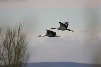 Der Flug der großen Vögel ist immer wieder beeindruckend. Bild: Der Flug der großen Vögel ist immer wieder beeindruckend.