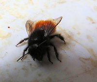 Bild: Besuch eines Fr&uuml;hlingsboten: Steinhummel
