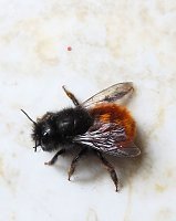 Bild: Besuch eines Fr&uuml;hlingsboten: Steinhummel