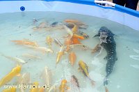 Fischfest Bild: Fischfest