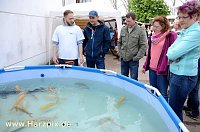 Fischfest Bild: Fischfest