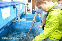 Fischfest Bild: Fischfest
