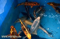 Fischfest Bild: Fischfest