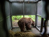 Bärin Conny zieht nach Worbis Bild: Bärin Conny zieht nach Worbis