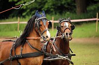 Pferde, Pferde und nochmals Pferde Bild: Pferde, Pferde und nochmals Pferde