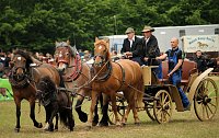 Pferde, Pferde und nochmals Pferde Bild: Pferde, Pferde und nochmals Pferde