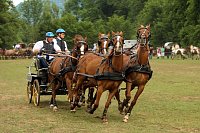 Pferde, Pferde und nochmals Pferde Bild: Pferde, Pferde und nochmals Pferde