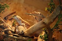 Bild: Welt der Reptilien in der Wiedingsburghalle