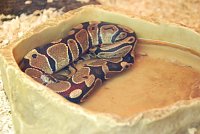 Bild: Welt der Reptilien in der Wiedingsburghalle
