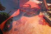 Bild: Welt der Reptilien in der Wiedingsburghalle