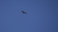 18. Flugtage in Hain Bild: 18. Flugtage in Hain