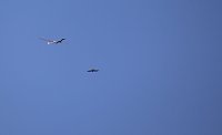 18. Flugtage in Hain Bild: 18. Flugtage in Hain