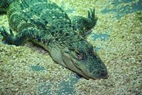 Bild: Welt der Reptilien in der Wiedingsburghalle