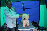Bild: Hunde auf dem Possen