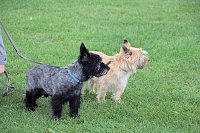Bild: Hunde auf dem Possen