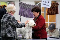Bild: Hunde auf dem Possen