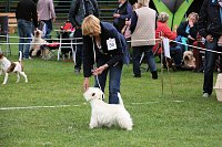 Bild: Hunde auf dem Possen