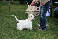 Bild: Hunde auf dem Possen
