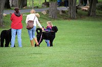 Bild: Hunde auf dem Possen