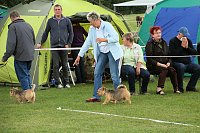 Bild: Hunde auf dem Possen