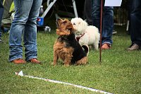 Bild: Hunde auf dem Possen
