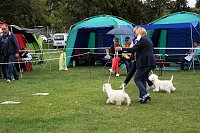 Bild: Hunde auf dem Possen